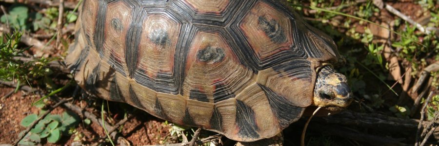 The angulate tortoise (Wikipedia photo)